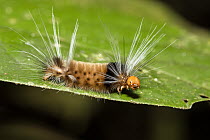 Tiger Moth (Arctiidae) caterpillar in rainforest, Panguana Nature Reserve, Peru