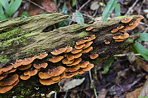 Mushrooms on tree trunk, Panguana Nature Reserve, Peru