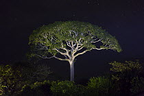 White Silk Floss Tree (Chorisia insignis) at night, Panguana Nature Reserve, Peru