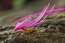 Leafcutter Ant (Atta cephalotes) carrying flower, Panguana Nature Reserve, Peru