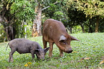Domestic Pig (Sus scrofa domesticus) mother and piglet, Panguana Nature Reserve, Peru