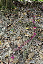 Leafcutter Ant (Atta cephalotes) column carrying pink flowers on trail, Panguana Nature Reserve, Peru