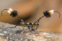 Longhorn Beetle (Cosmisoma ammiralis), Panguana Nature Reserve, Peru