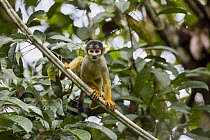 Bolivian Squirrel Monkey (Saimiri boliviensis), Panguana Nature Reserve, Peru