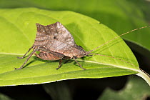 Cricket (Gryllidae) in rainforest, Panguana Nature Reserve, Peru