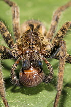 Wandering Spider (Ancylometes sp) with prey, Panguana Nature Reserve, Peru