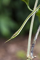 Green Vine Snake (Oxybelis fulgidus) flicking tongue, Panguana Nature Reserve, Peru