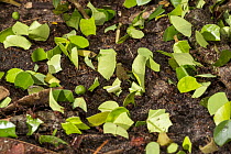 Leafcutter Ant (Atta cephalotes) group carrying leaves, Panguana Nature Reserve, Peru
