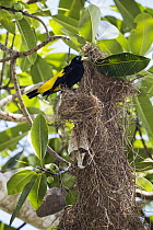 Yellow-rumped Cacique (Cacicus cela) at nest, Panguana Nature Reserve, Peru