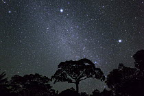 White Silk Floss Tree (Chorisia insignis) in rainforest and starry night sky, Panguana Nature Reserve, Peru