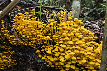 Mushrooms on tree trunk, Panguana Nature Reserve, Peru