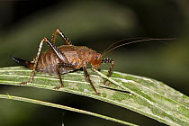 Cricket (Gryllidae) in rainforest, Panguana Nature Reserve, Peru