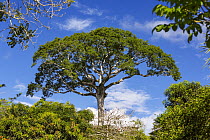 White Silk Floss Tree (Chorisia insignis) in lowland rainforest, Panguana Nature Reserve, Peru