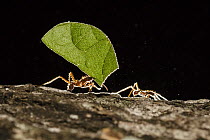 Leafcutter Ant (Atta cephalotes) carrying leaf, Pucallpa, Peru