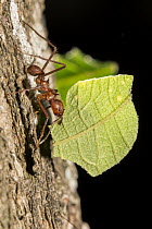 Leafcutter Ant (Atta cephalotes) carrying leaf, Pucallpa, Peru