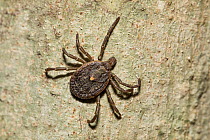 Tick (Ixodidae), Panguana Nature Reserve, Peru