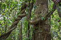 Lianas in lowland rainforest, Panguana Nature Reserve, Peru