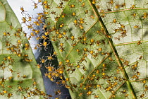 Orb-weaver Spider (Araneidae) spiderlings in web, Panguana Nature Reserve, Peru