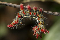 Moth (Erebidae) caterpillar in rainforest, Panguana Nature Reserve, Peru