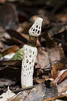 Veiled Lady (Dictyophora indusiata) mushroom in rainforest, Panguana Nature Reserve, Peru
