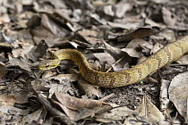 Puffing Snake (Pseustes poecilonotus), Panguana Nature Reserve, Peru