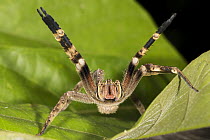 Wandering Spider (Phoneutria fera) in defensive posture, Panguana Nature Reserve, Peru