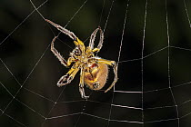 Orb-weaver Spider (Araneidae) in web, Panguana Nature Reserve, Peru