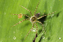 Fishing Spider (Pisauridae) in web, Panguana Nature Reserve, Peru