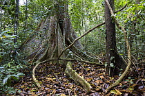 Lianas and buttress roots in lowland rainforest, Panguana Nature Reserve, Peru