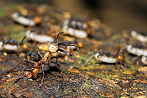 Army Ant (Eciton burchellii) soldier protecting workers carrying larvae, Panguana Nature Reserve, Peru