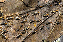 Army Ant (Eciton burchellii) column, Panguana Nature Reserve, Peru