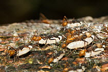 Army Ant (Eciton burchellii) group carrying larvae, Panguana Nature Reserve, Peru
