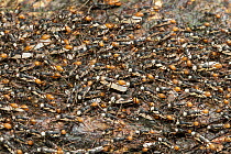 Army Ant (Eciton burchellii) group, Panguana Nature Reserve, Peru