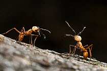 Army Ant (Eciton burchellii) soldiers, Panguana Nature Reserve, Peru