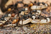 Army Ant (Eciton burchellii) workers carrying larvae, Panguana Nature Reserve, Peru