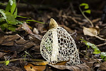Veiled Lady (Dictyophora indusiata) mushroom, Panguana Nature Reserve, Peru