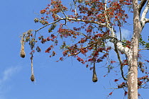 Russet-backed Oropendola (Psarocolius angustifrons) nests in blooming Coral Tree (Erythrina sp) in lowland rainforest, Panguana Nature Reserve, Peru