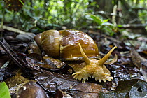 Snail (Megalobulimus sp), Panguana Nature Reserve, Peru