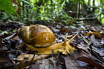 Snail (Megalobulimus sp) in rainforest, Panguana Nature Reserve, Peru