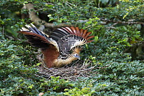 Hoatzin (Opisthocomus hoazin) landing on nest, Panguana Nature Reserve, Peru