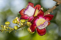Cannonball Tree (Couroupita guianensis) flowers, Panguana Nature Reserve, Peru