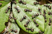Ant (Formicidae) group in rainforest, Panguana Nature Reserve, Peru