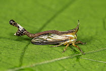 Treehopper (Membracidae), Panguana Nature Reserve, Peru