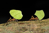 Leafcutter Ant (Atta cephalotes) pair carrying leaves, Panguana Nature Reserve, Peru