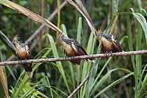 Hoatzin (Opisthocomus hoazin) trio, Tambopata National Reserve, Peru