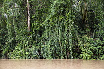 River and lowland rainforest, Yuyapichis River, Panguana Nature Reserve, Peru