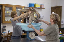 Brown-throated Three-toed Sloth (Bradypus variegatus) conservationist, Judy Avey-Arroyo, and biologist, Rebecca Cliffe, weighing sloth, Aviarios Sloth Sanctuary, Costa Rica