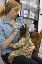 Brown-throated Three-toed Sloth (Bradypus variegatus) biologist, Rebecca Cliffe, feeding harmless red dye to sloth for digestion study, Aviarios Sloth Sanctuary, Costa Rica
