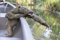Brown-throated Three-toed Sloth (Bradypus variegatus) with sloth backpack tracking device, riding in boat to release site, Aviarios Sloth Sanctuary, Costa Rica