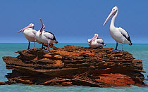 Australian Pelican (Pelecanus conspicillatus) group, Roebuck Bay, Kimberley, Western Australia, Australia